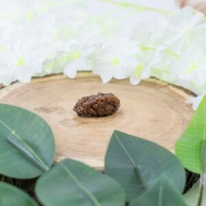 1 face rudraksha (indonesia) (1 inch) small