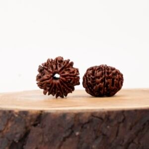 10 face rudraksha (nepali)
