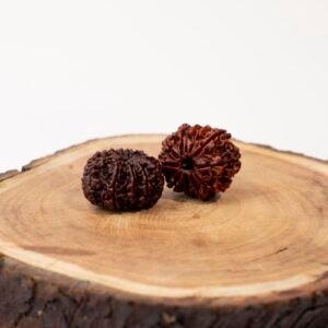 11 face rudraksha (nepali)