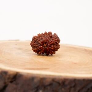 13 face rudraksha (nepali)