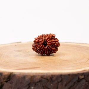 14 face rudraksha (nepali) big size