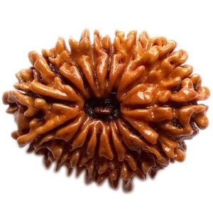 15 face rudraksha (nepali) small size