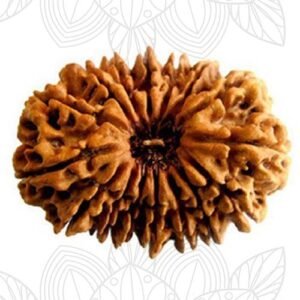 16 face rudraksha (nepali)