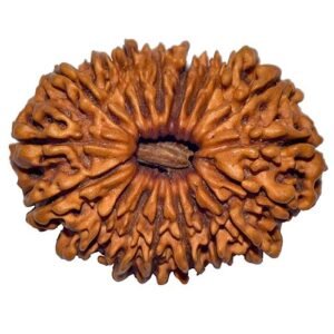 18 face rudraksha (nepali)