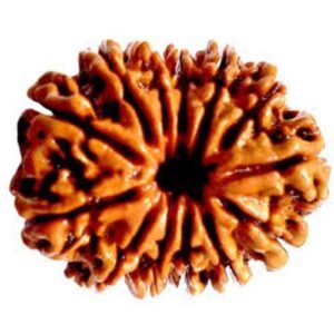 19 face rudraksha (nepali)