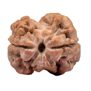 2 face rudraksha (nepali