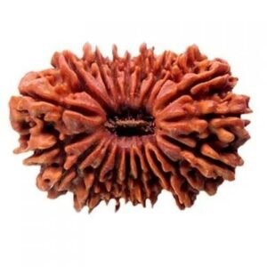 20 face rudraksha (nepali)