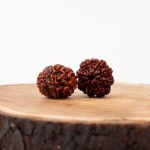8 face rudraksha (nepali)