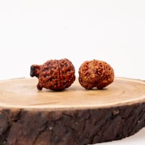 ganesh rudraksha (nepali)