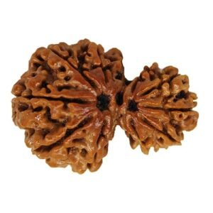garbh gauri rudraksha (nepali)
