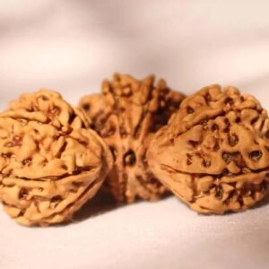 trijuti rudraksha (nepali)