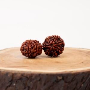 7 face rudraksha (nepali)