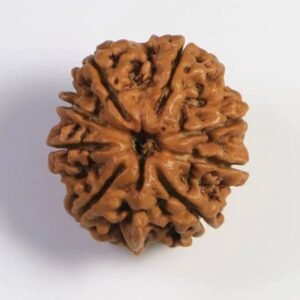 Rudraksha